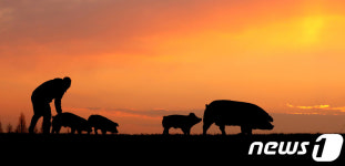 금빛으로 물든 하늘 아래 걷는 돼지