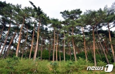 안면도 소나무숲 ‘국가산림문화자산’ 지정