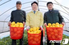 성주 참외 올해 첫 출하…10Kg에 12만원