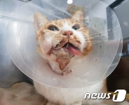 부천 A동물병원 의료사고 의혹…병원측 사실 아냐, 법적대응