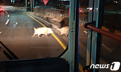 포항 도심에 멧돼지 2마리 출몰…시민들 불안