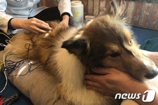 한방수의학 배우러 오세요… VIP동물의료센터에서 교육