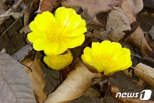 벌써부터 봄 소식…동해 찬물내기 공원에 핀 복수초