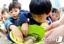 남원시 토종 미꾸리 보급해 남원추어탕 참맛 살린다