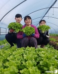 쌈채소는 남원…수지·송동·금지서 수확 한창