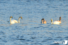 형산강 찾아온 큰고니 가족