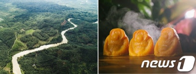 러쉬, 멸종위기 수마트라 오랑우탄 서식지 복원 캠페인