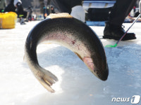 생기 넘치는 평창 송어