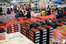 설 명절 앞둔고 분주한 과일 경매