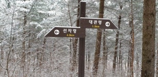 흰 눈꽃으로 덮인 대관령, 설피 신고 달려볼까