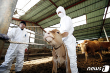 ‘3개월 전 백신접종’ 안성 젖소농장 구제역 왜?…‘갑론을박’