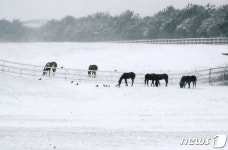 눈 내린 제주 목장 풍경