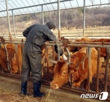‘구제역’ 발생 충주 설 명절 분위기, 찬물 끼얹은 듯 ‘침통’