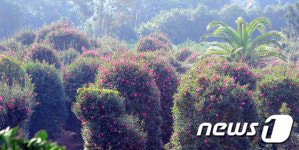 [연휴에 여기 갈까 ①] 겨울에 피어난 붉은 동백꽃 명소