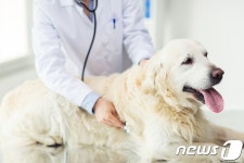 동물병원 문 닫는 설연휴 반려동물 아파요…동물보호관리시스템 활용