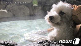 쇼핑하고 온천… 설 연휴 강아지와 갈 수 있는 어디?