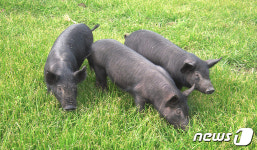 척박한 땅 생존 수단이자 지하수 지킴이였던 제주 똥돼지