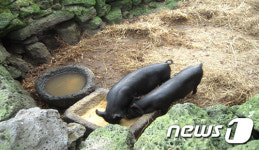 척박한 땅 생존 수단이자 지하수 지킴이였던 제주 똥돼지