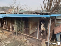 후원금 받아 9800만원 유용한 동물보호단체 대표 기소