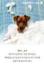 [펫카드] 반려견이 똥 먹는다구요?