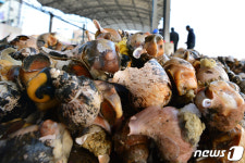 제철 맞은 소라가 풍년