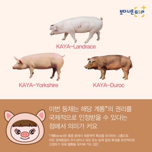 금돼지 이미지