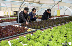 물고기가 키운 채소…태안 서유채농장 ‘아쿠아포닉스 농법’ 눈길