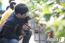 펫츠고트래블, 반려견과 함께 떠나는 패키지여행 진행