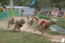 진도개테마파크 공연 3월2일 재개…12월말까지 운영