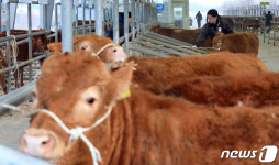 활기 찾은 가축시장