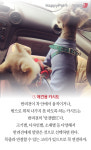 [펫카드] 반려견과 드라이브? 이것 주의해야
