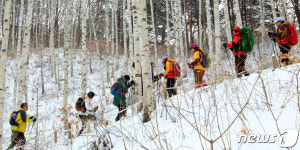 순백의 자작나무숲 거닐며