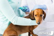 세계 수의과대학 톱 50에 서울대 없다…1위 英 왕립수의대