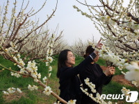 발길 닿는 곳마다 매화향 가득…섬진강변 하동 환상적
