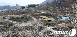 섬진강 매화마을의 봄