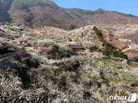 꽃과 함께 섬진강 매화마을에 찾아온 봄