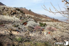 섬진강 매화마을에서 즐기는 봄 정취