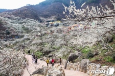 매화 세상 섬진강 매화마을 봄나들이