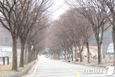 보은 ‘삼년산성’ 진입로 가로수 “어찌하오리까”