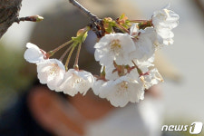 왕벚꽃이 피었습니다
