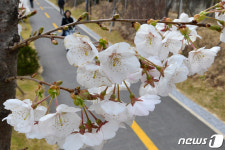 왕벚꽃길 따라