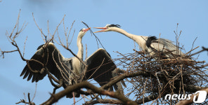 왜가리 사랑의 둥지 틀기