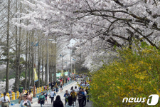 봄꽃의 향연 목포 유달산 봄 축제 4월6일 개막     