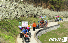 [단신]김천 자두꽃축제 4월6일 이화만리마을서 개최