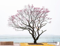 매화 향기에 봄을 담다…에버랜드, 하늘매화길 29일 오픈