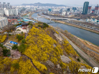 개나리로 물든 응봉산