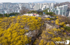 봄의 전령사 개나리 물든 응봉산
