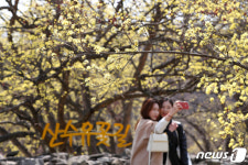 산수유꽃 밑에서 남기는 추억