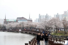광주 벚꽃명소 운천저수지 시민들로 북적