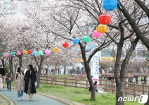 벚꽃 피기 시작한 운천저수지